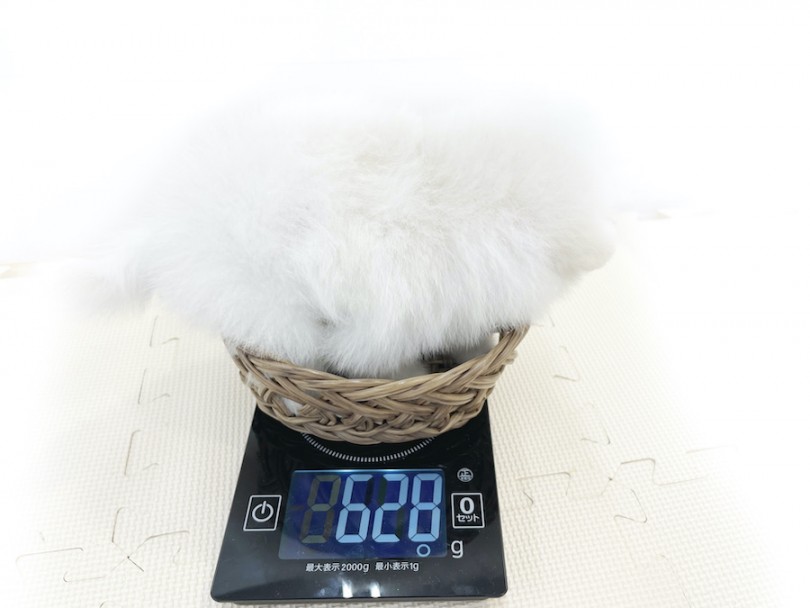 成犬時の体重は2.5kg程を予想してます | ポメラニアン （814694） - 大和 相模大塚店