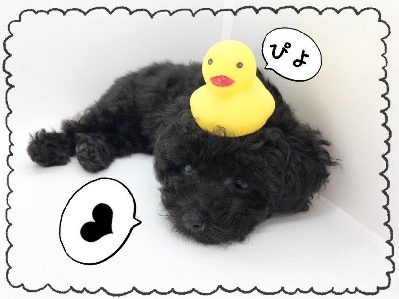 光沢のあるブラックの被毛にキラッと光る黒豆が3つ！ | トイ・プードル （312028） - 港北ニュータウン店