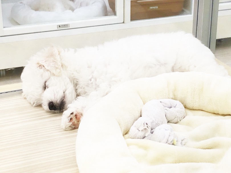 人気度がどんどん上がってきている犬種になりますので、お早目のご来店をオススメ致します! | ビションフリーゼ (713796) - 鶴見店