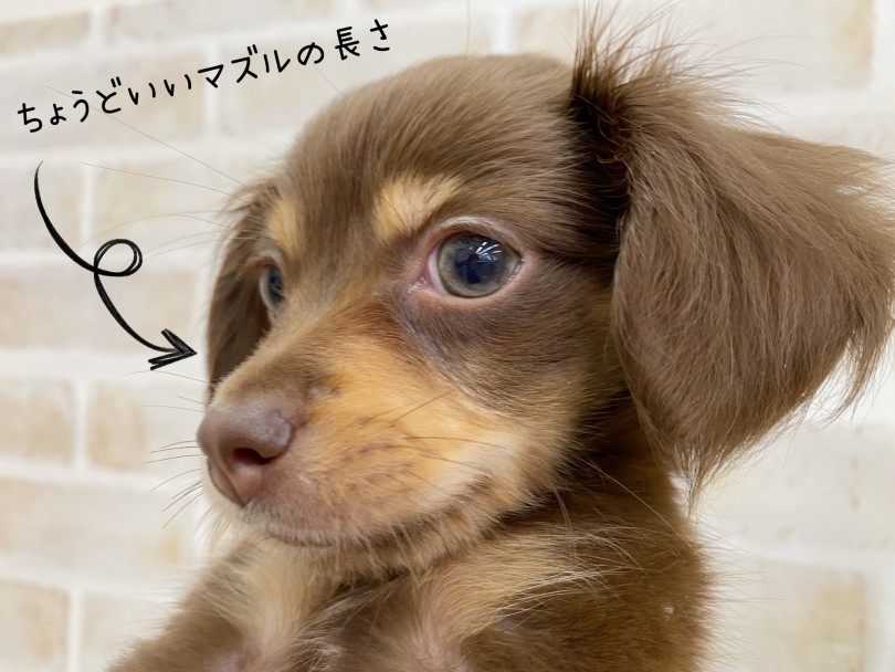 大人気な理由はどこに!? | MIX犬 チワックス (116595) - 下丸子店