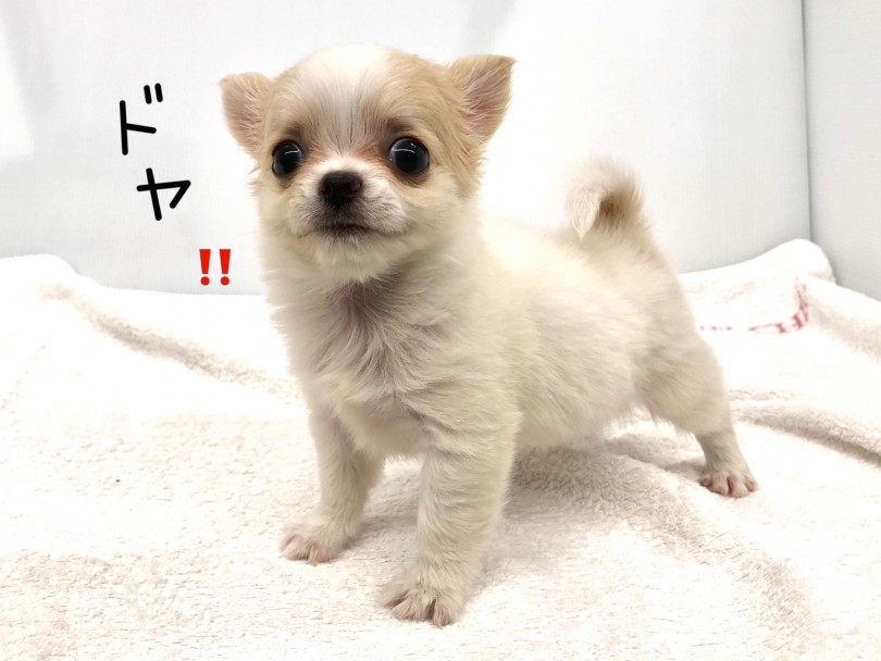 お父さんはJKCチャンピオン | チワワ （118569） - 城山店