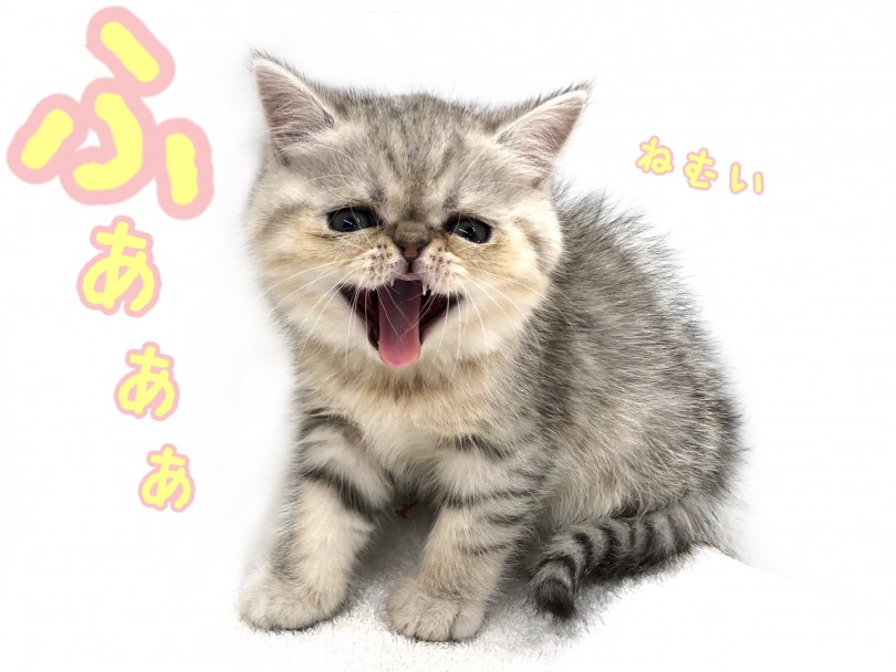 大きなお口を開けてあくびしていました | エキゾチック （118564） - 城山店