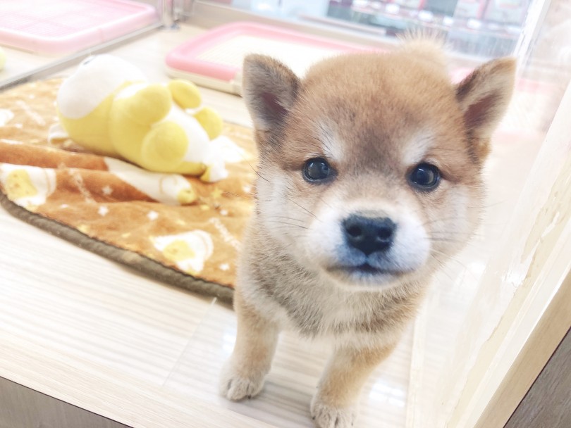 新入生の柴犬ちゃん | 6/11マルワン横浜大倉山店の仲間たち - 横浜 大倉山店
