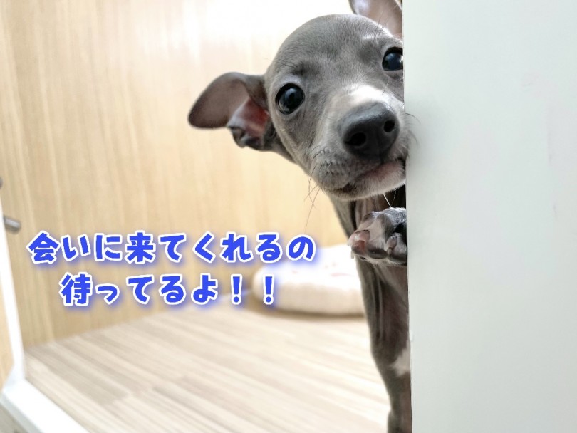 イタグレちゃんと一緒にお待ちしております♡ | イタリアングレーハウンド （130332） - 高井戸店