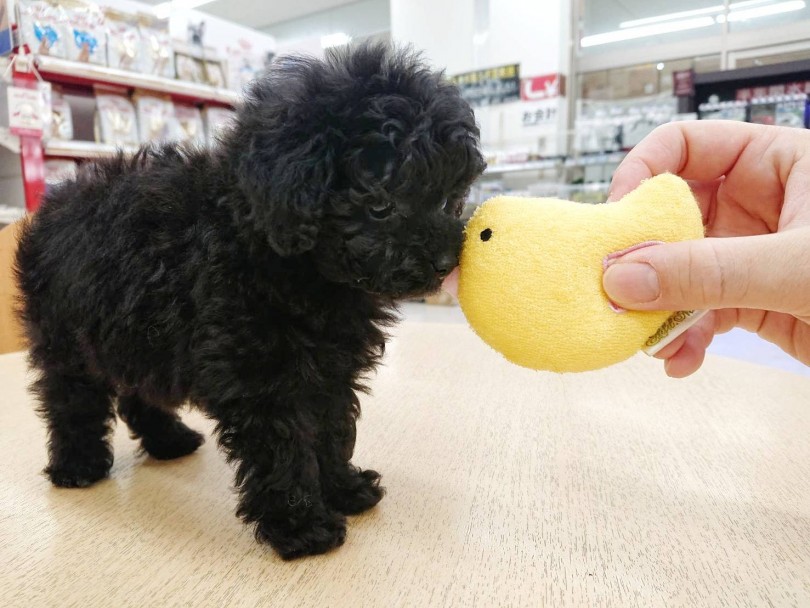 この子のおっとりとした性格は初めてワンちゃんを飼う方にピッタリ！！ | トイ・プードル （116586） - 下丸子店