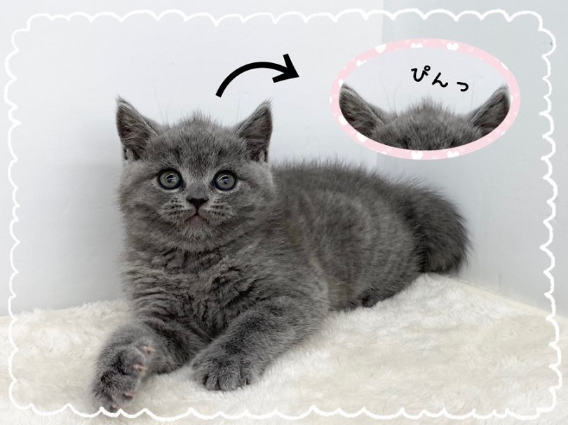 あれ？ブリちゃんの頭、ソフトモヒカンみたい | ブリティッシュショートヘア （312026） - 港北ニュータウン店