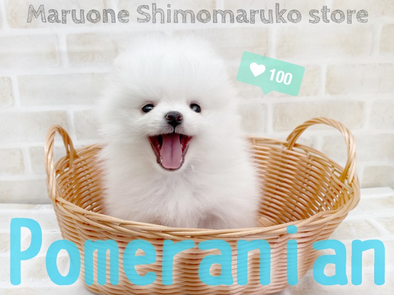 【 ポメラニアン 】お耳はどこ？かわいい爆毛クリームポメがやってきた！