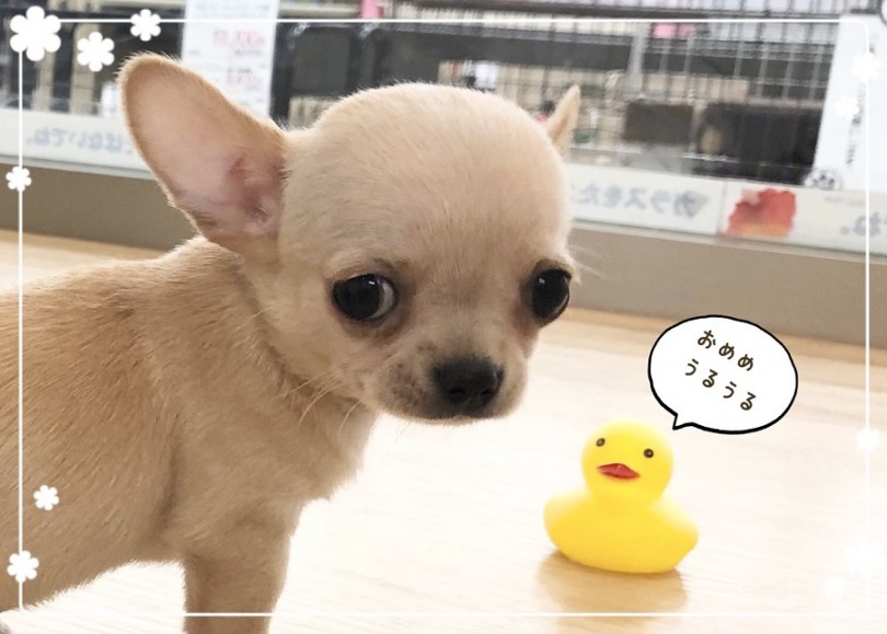 どんなお顔立ち？ | チワワ （312029） - 港北ニュータウン店