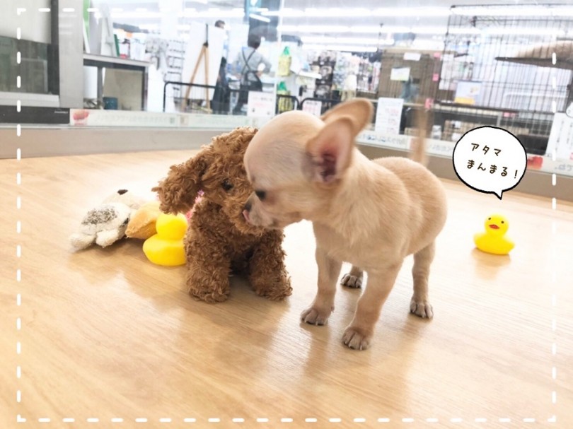 2種類のチワワちゃんをご存じですか？ | チワワ （312029） - 港北ニュータウン店