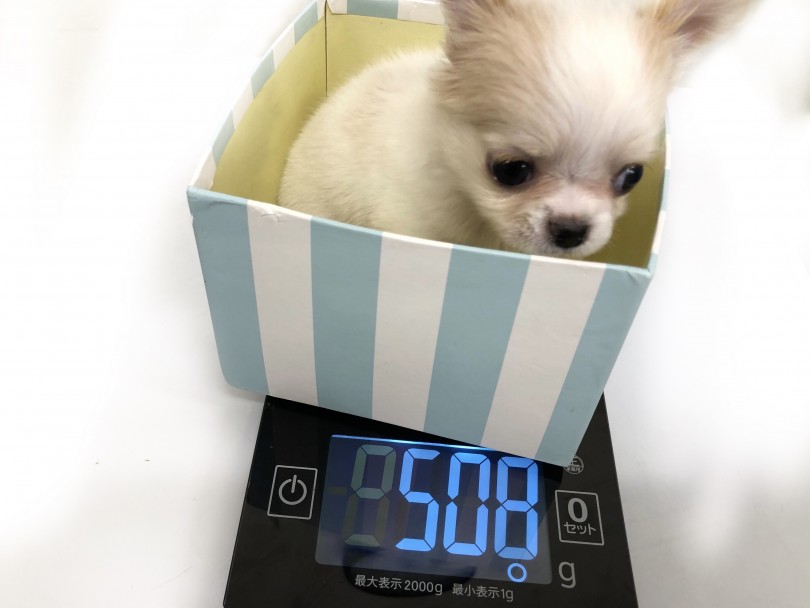 現在の体重は508g | チワワ （118569） - 城山店