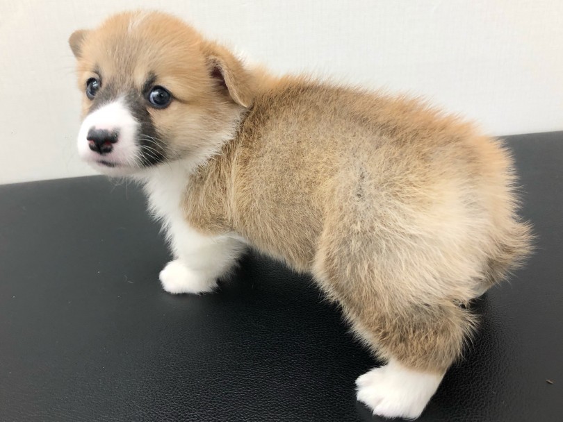 胴長短足のまんまるボディが特徴！足先は靴下を履いているようで可愛い！！ | ウェルシュコーギーペンブローク （512733） - 本羽田店