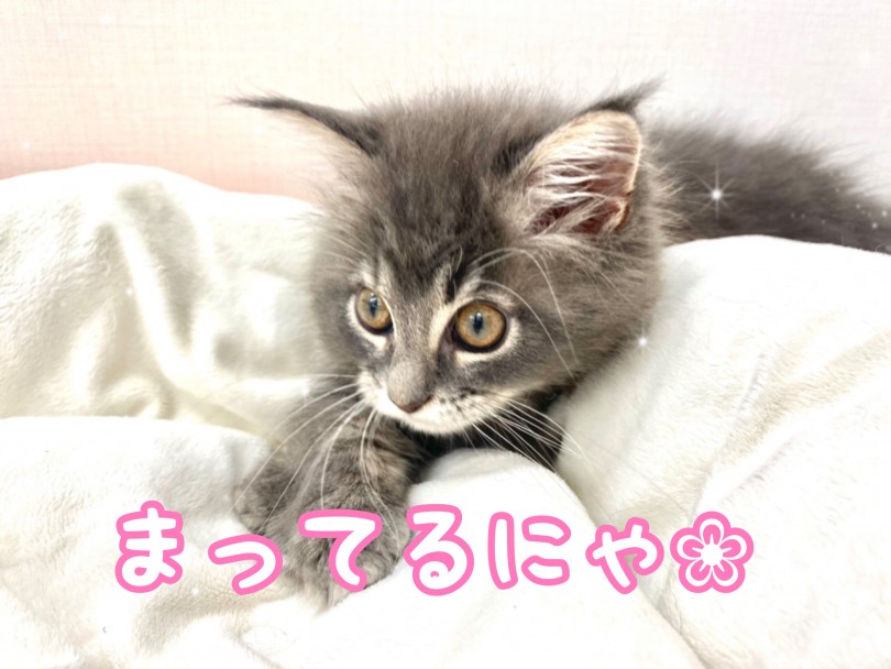 これだけ人懐っこくて可愛い子は中々いません | ラガマフィン （512726） - 本羽田店