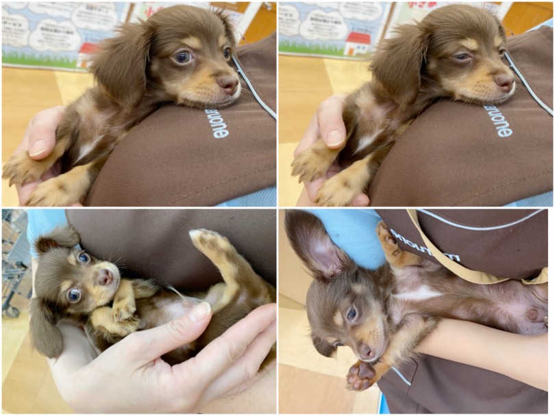 好奇心旺盛で愛情たっぷりな愛おしい性格! | MIX犬 チワックス (116595) - 下丸子店