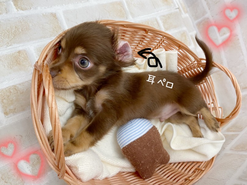 立ち耳?垂れ耳?成長した姿が楽しみ♪ | MIX犬 チワックス (116595) - 下丸子店