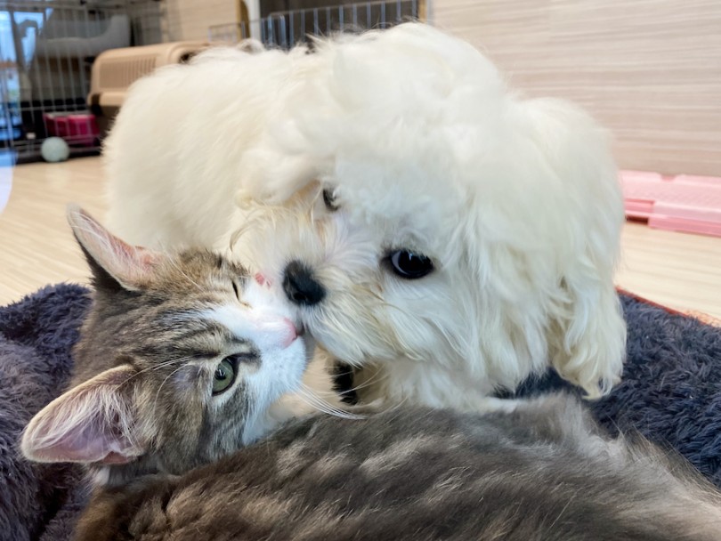 大好きなサイベリアンちゃんとのイチャイチャタイムを激写♪ | MIX犬 プーペキ （120401） - 横浜 今宿店