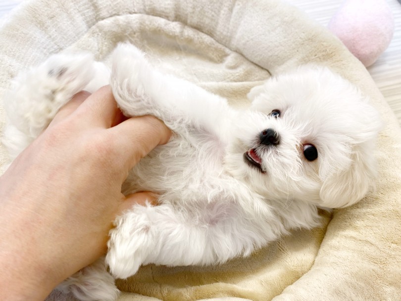 初めてワンちゃんを飼う方や多頭飼いの方にもオススメです！ | マルチーズ （413024） - さいたま 武蔵浦和店