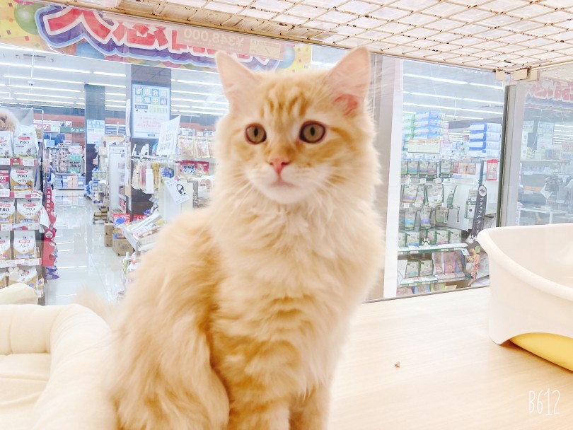 超絶人馴れラガマフィン！ | 6/11マルワン横浜大倉山店の仲間たち - 横浜 大倉山店