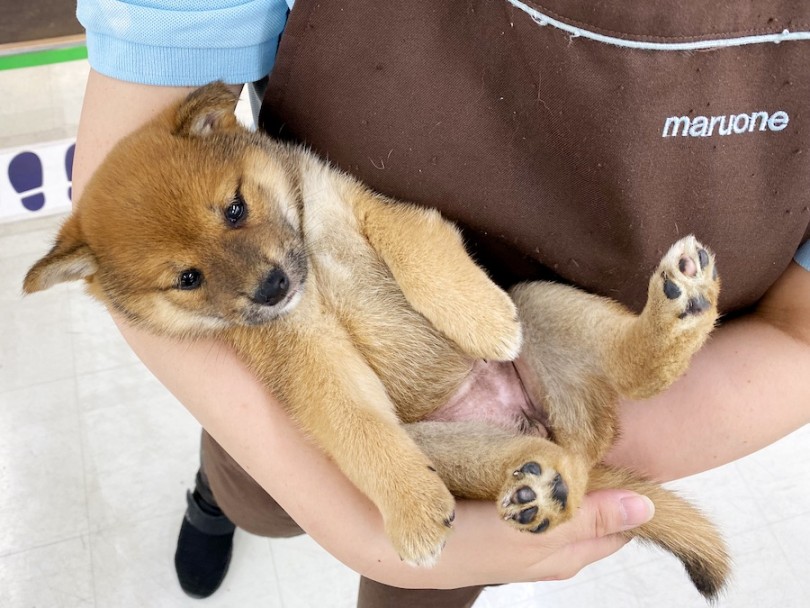赤ちゃん抱っこでくつろぐ柴子ちゃん♡ | 柴犬 （120416） - 横浜 今宿店