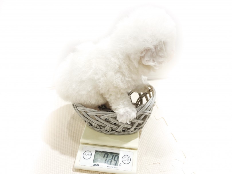 生後60日現在のビションくんの体重は719g | ビションフリーゼ （11845） - 横浜 白楽店