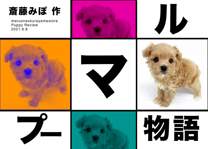 【 MIX 】トイプードルとマルチーズから生まれたカッコ可愛いマルプーくん