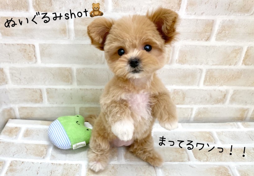 是非お店でペキプーちゃんと触れ合ってみてくださいね♡ | MIX犬 ペキプー (116575) - 下丸子店