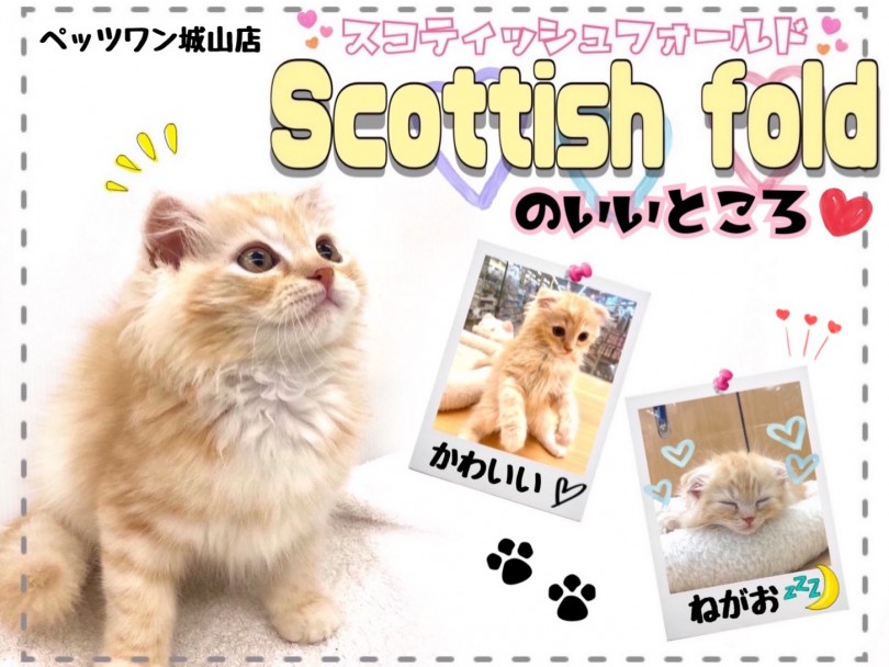 【 スコティッシュフォールド 】城山店の素敵な垂れ耳猫