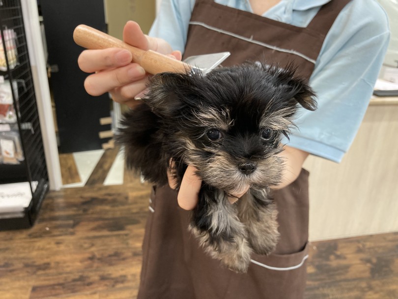 お手入れ時も大人しくとても従順！ | MIX犬 マルキー （140677） - 横浜 元町店