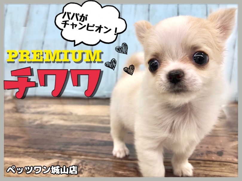【 チワワ 】お父さんはチャンピオンのプレミアムボーイ