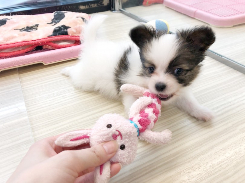 パピヨンちゃんとの遊び方は？ | パピヨン （119288） - 梅島店