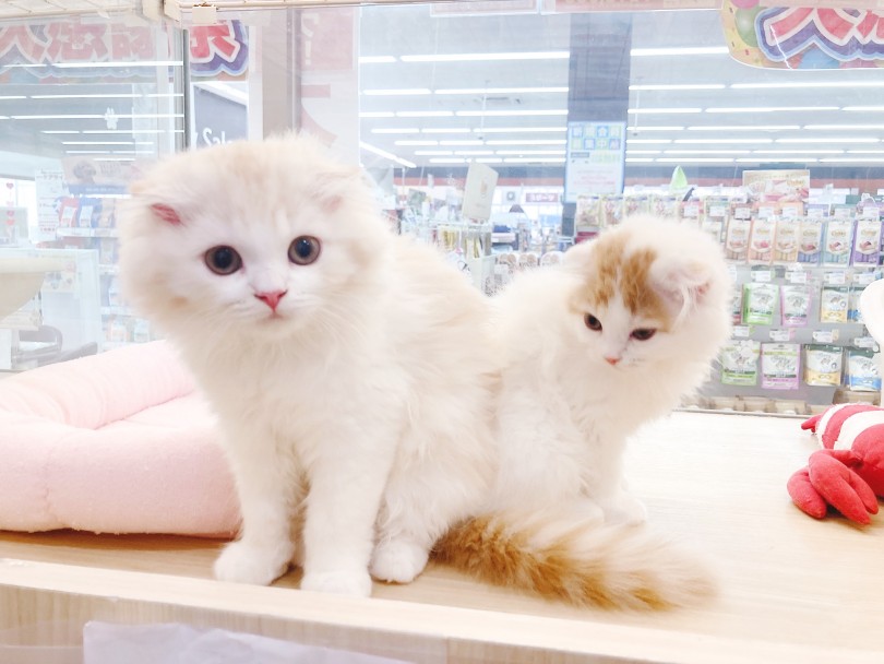 美しすぎるスコティッシュフォールド姉妹！ | 6/11マルワン横浜大倉山店の仲間たち - 横浜 大倉山店