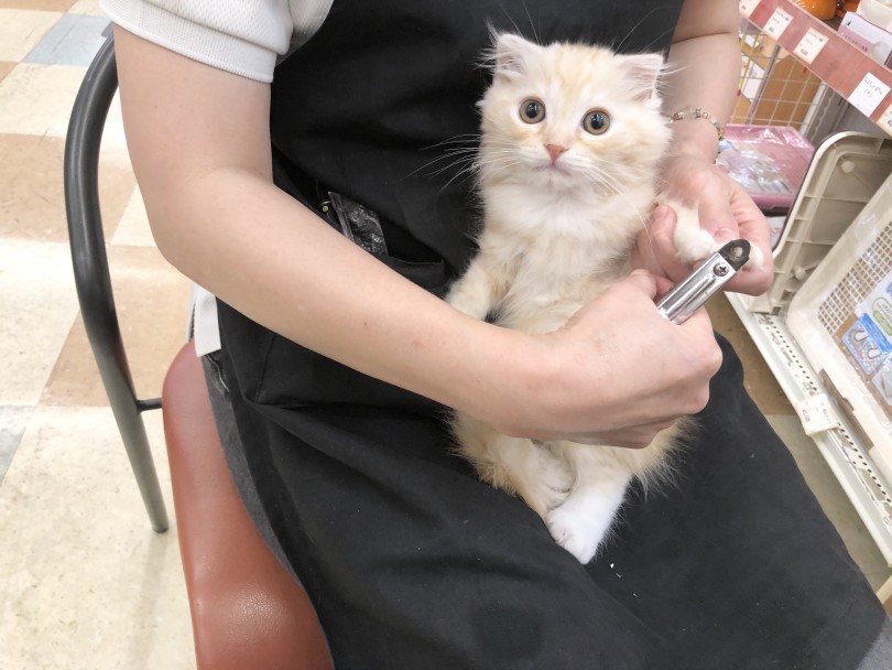 お膝の上に乗っていい子に爪切りもできます | スコティッシュフォールド （118559） - 城山店