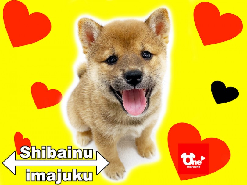 【 柴犬 】ライフログ〜最新情報をお届け！生後2ヶ月の赤柴女の子編〜
