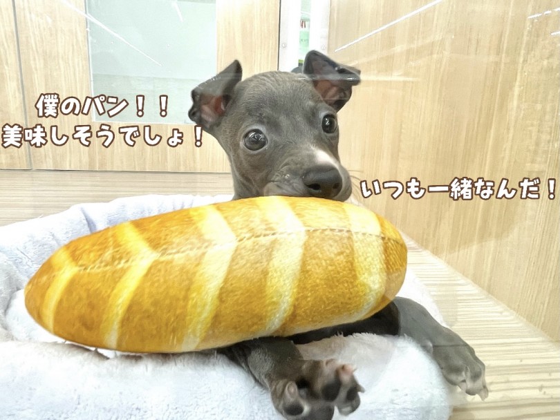 多頭飼いにオススメしたい！ | イタリアングレーハウンド （130332） - 高井戸店