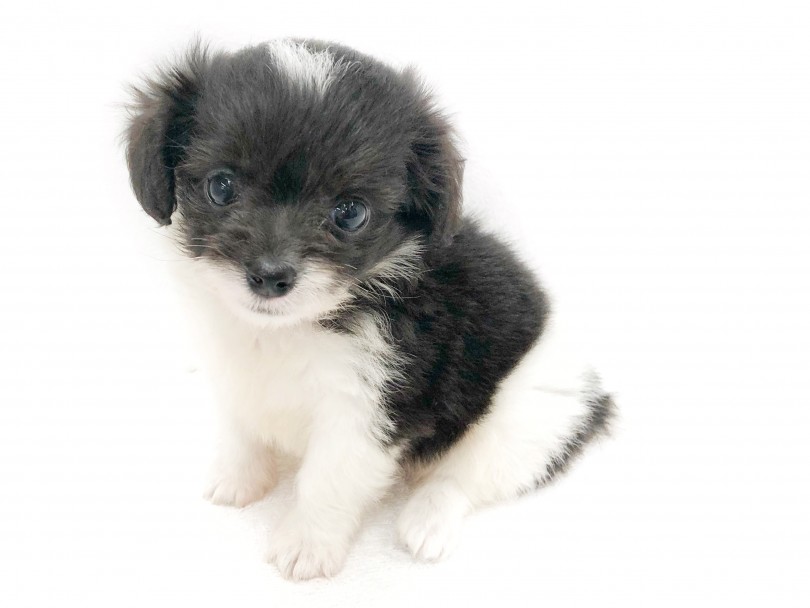 チワワのお顔に、トイプードルの垂れ耳がたまらなく可愛い！ | MIX犬 チワプー （119290） - 梅島店