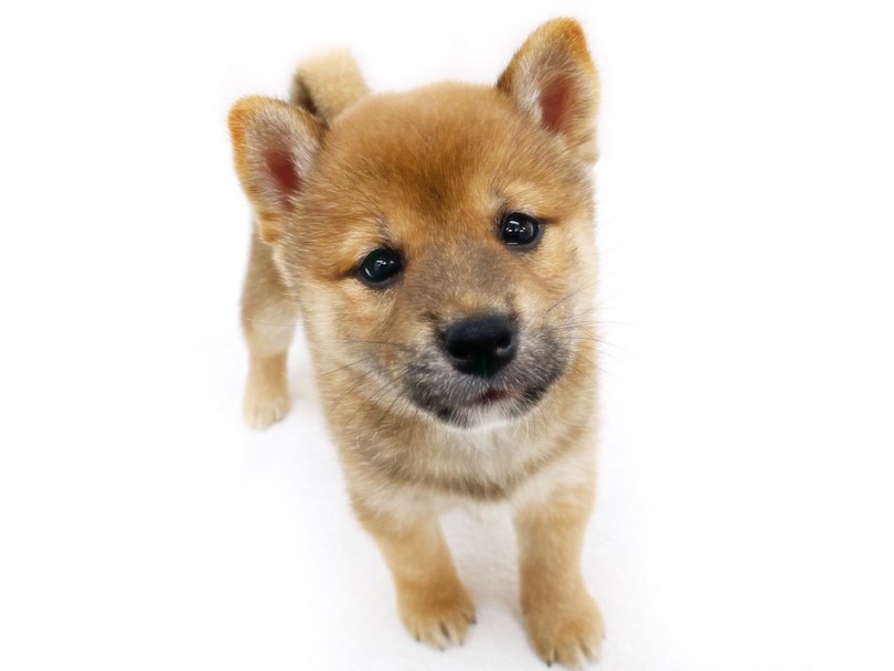 んな表情で見つめられたらなんでも許してしまいそうです♡ | 柴犬 （120416） - 横浜 今宿店