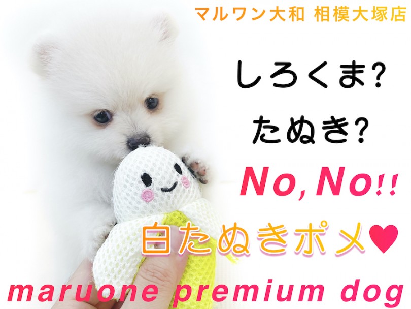 【 ポメラニアン 】シロクマ？たぬき？可愛い要素満載で大人気の白たぬきポメ！