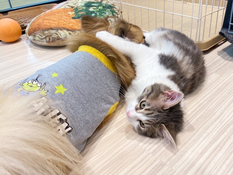 サイベリアンちゃんと♡ | MIX犬 （120290） - 横浜 今宿店