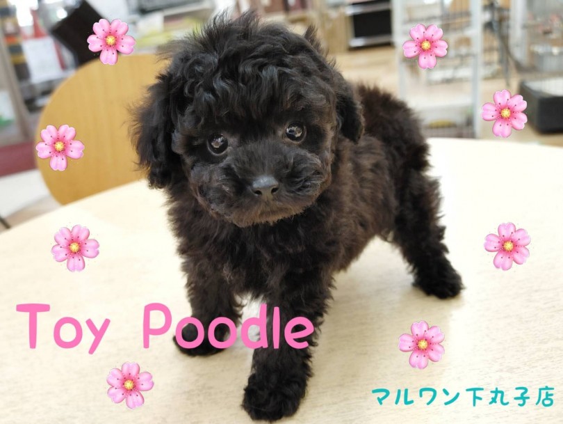 【 トイプードル 】まさにテディベア！！小さめ・童顔・レアカラーの子犬登場！