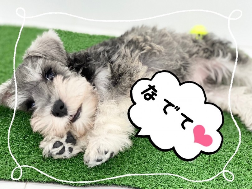 1度抱っこしたらシュナちゃんの虜になること間違いなし！ | ミニチュア・シュナウザー （312031） - 港北ニュータウン店