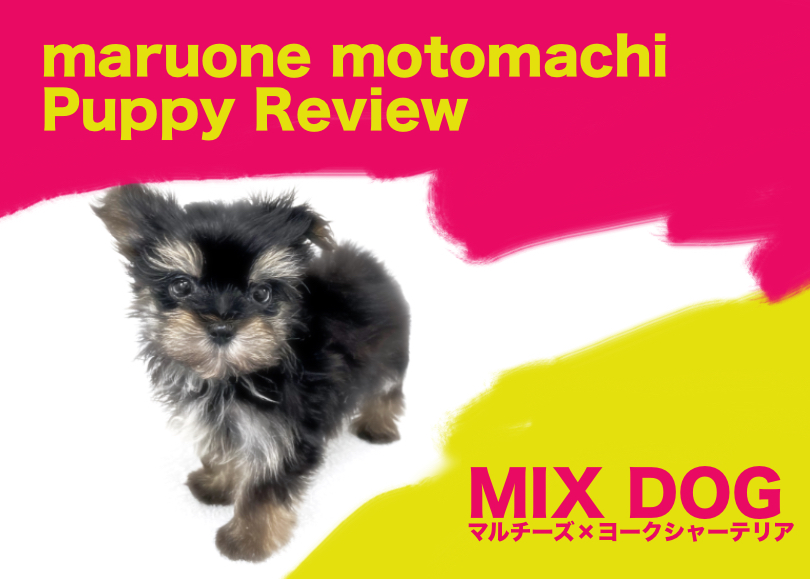 【 MIX 】マルチーズとヨーキーの両親から誕生した美しきマルキー登場！