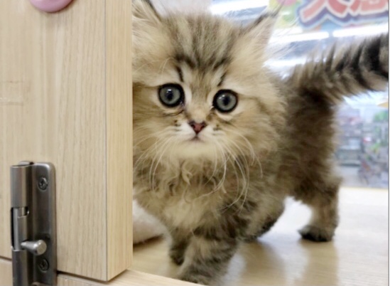 ペルシャちゃんはおっとり、抱っこが大好きな性格です！ | ペルシャ （119291） - 梅島店