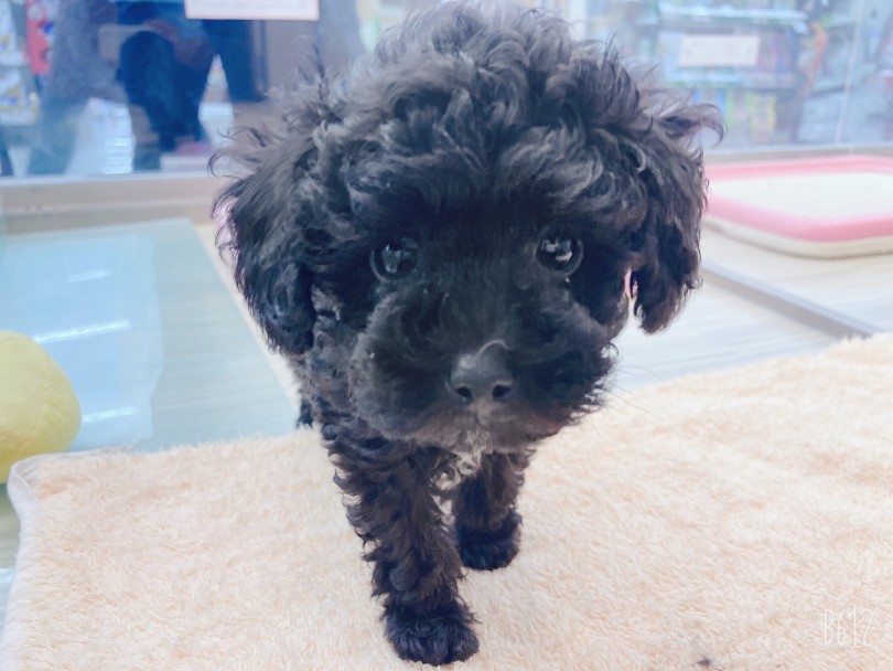 ブラック多めのトイプードルちゃん！ | 6/11マルワン横浜大倉山店の仲間たち - 横浜 大倉山店
