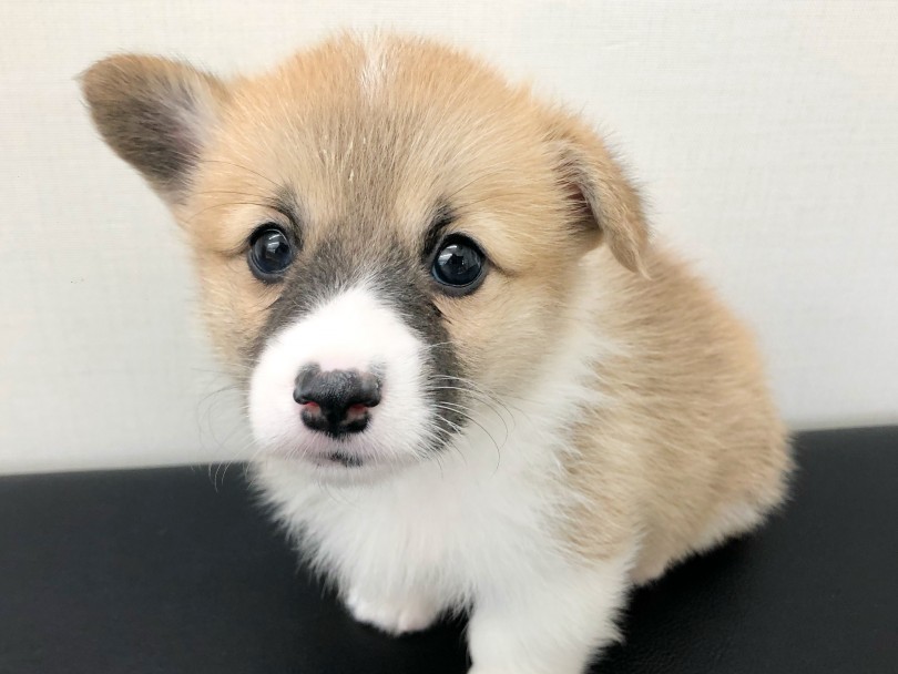 おっとり癒し系のお顔は最強の癒しを与えてくれる！！ | ウェルシュコーギーペンブローク （512733） - 本羽田店