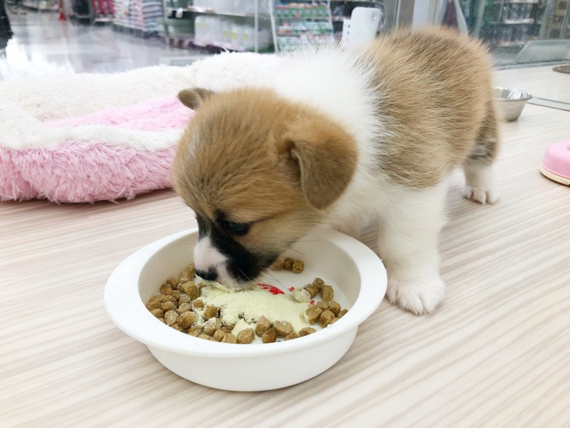 子犬のご飯はとても大切！ | ウェルシュコーギーペンブローク （512733） - 本羽田店