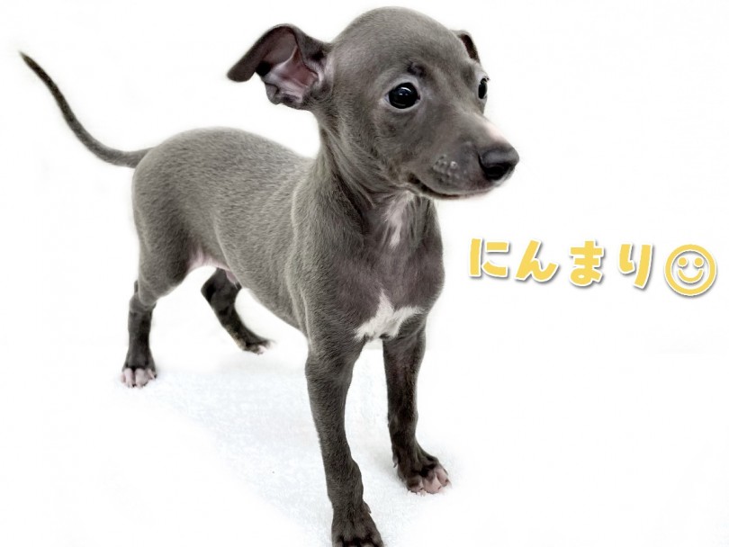 少し横から見てみると...ほんのり口角があがっているように見えるんです♡ | イタリアングレーハウンド （130332） - 高井戸店
