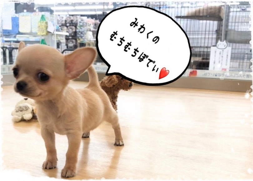 マンガの世界から抜け出てきたようなフォルム | チワワ （312029） - 港北ニュータウン店