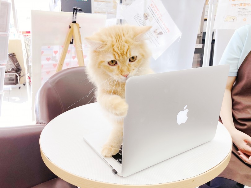MacBook Nyaaa！（にゃ〜）でお仕事お手伝いのラガマフィンちゃん！ | 6/25版わんにゃんこ速報 - 横浜 大倉山店