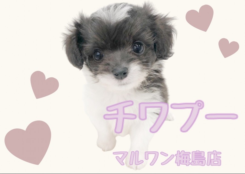 【 MIX・チワプー 】牛柄カラー？珍しい毛色のMIX犬チワプー！