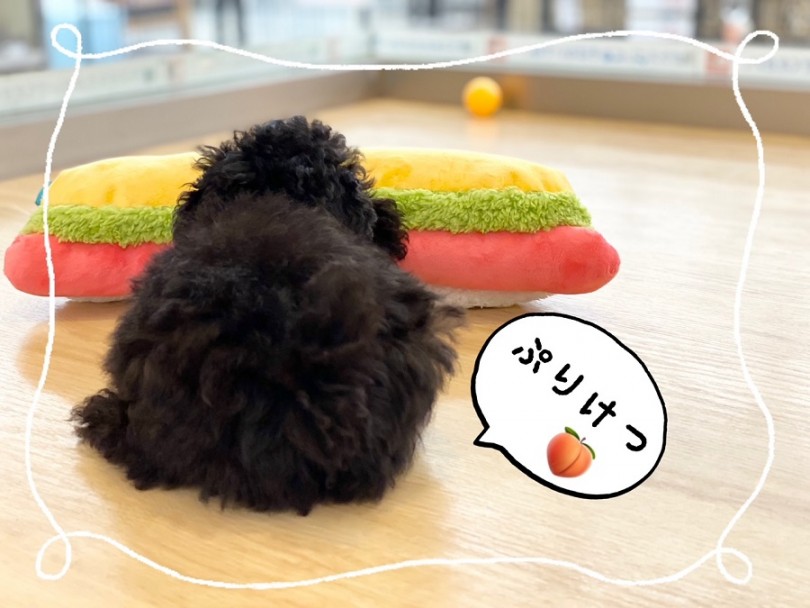 魅力たっぷりの癒しのプー君と暮らしを始めよう！ | トイ・プードル （312028） - 港北ニュータウン店