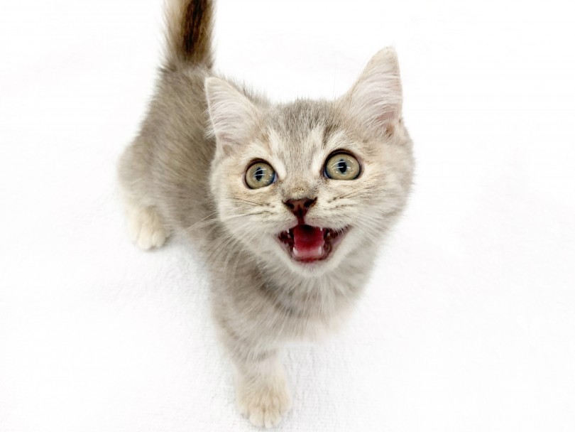 身体の大きさもそこまで大きくならないので特に初心者さんにぴったりな猫ちゃんですよ！ | マンチカン （014384） - 東日暮里店